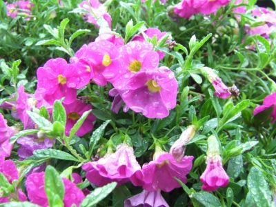 花言葉　決して諦めない